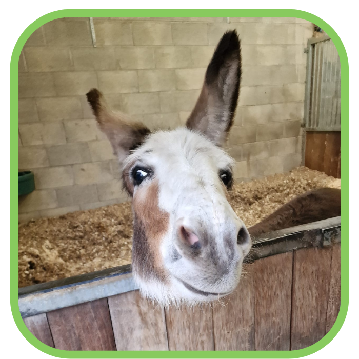 Sponsor an animal